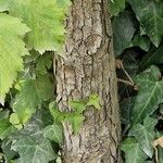 Crataegus coccinea Bark