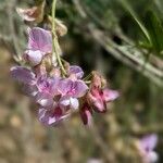 Lathyrus jepsonii Flor