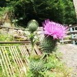 Cirsium vulgare Flower