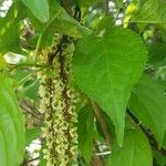 Stachyurus chinensis Folha