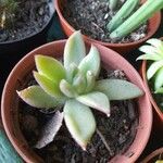 Echeveria agavoidesЛист