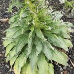 Echium simplex Leaf