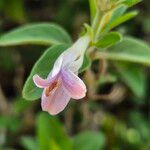 Barleria volkensii Flower