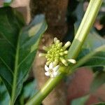 Morinda citrifolia花