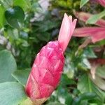 Costus spiralis Blatt