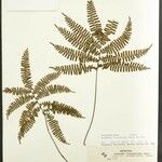 Adiantum terminatum Лист