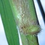 Paspalum paniculatum Fruit