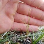 Carex humilis Habitus