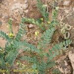 Astragalus solandri Egyéb