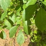 Lindera benzoin Leaf