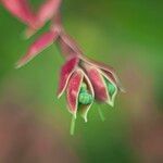 Euphorbia bracteata Fruit
