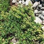 Alchemilla alpigena Habitus