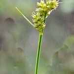 Carex pilulifera Flower