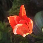 Tulipa raddii Flower