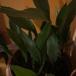 Aspidistra lurida Liść
