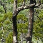 Flindersia fournieri 樹皮
