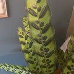 Calathea lancifolia Hoja