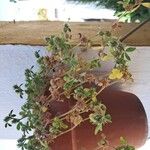 Trifolium glomeratum Yaprak