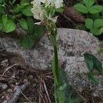 Orchis provincialis Bloem