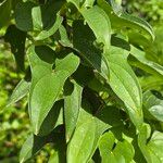 Dioscorea polystachya Hoja