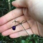 Dianella adenanthera Fruto