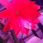 Disocactus ackermannii Цветок