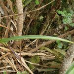 Cordyline mauritiana Φύλλο