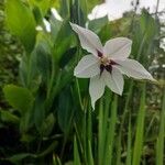 Gladiolus murielae Flor