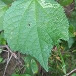 Triumfetta rhomboidea Leaf