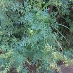 Ruta chalepensis Otro