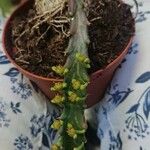 Euphorbia stellata 花