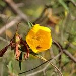 Hypericum lanceolatum Flower