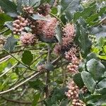 Quercus × rosacea Hoja