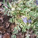 Polemonium reptans Leaf