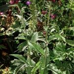 Serratula tinctoria Costuma