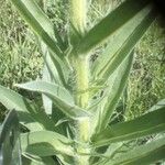 Echium boissieri List
