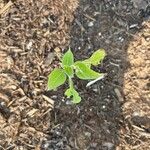 Helianthus annuusFolha