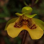 Eulophia pulchra Flower