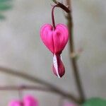 Lamprocapnos spectabilis Kvet