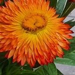 Xerochrysum bracteatum ᱵᱟᱦᱟ