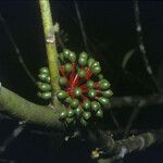 Guatteria punctata 果實