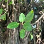 Ficus benghalensis Hoja