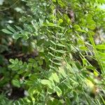 Indigofera tinctoria 葉