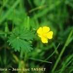 Potentilla inclinata Mosusu