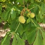 Aesculus hippocastanum Leaf