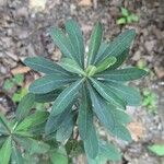 Euphorbia amygdaloidesFeuille