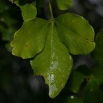 Vepris lanceolata Leaf