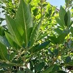 Tabebuia rosea Blatt