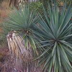 Yucca madrensis Habit