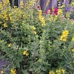 Lysimachia punctata 整株植物